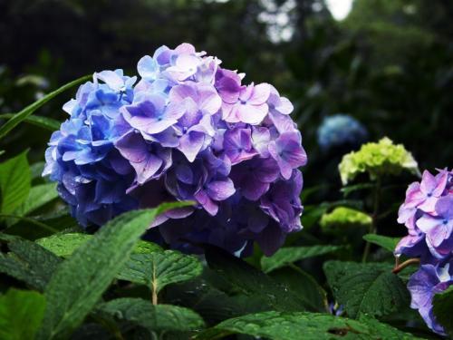 花色多样开花大朵，想要养出好看的八仙花，这几点要学会！