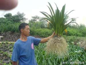 人工养殖金蝉花技术(从植物学特性述人工湿地植物的选择与配置)