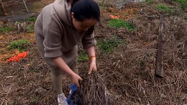 小妹教你养蚯蚓，一个废桶一把枯草，学会以后钓鱼有用不完的蚯蚓