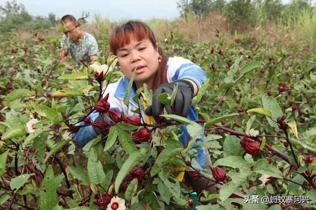 央视的这套节目，到底是致富经还是“致负经”？为啥农民一试就赔