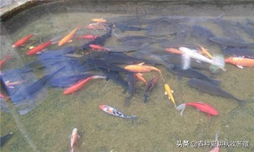 流水养殖鲟鱼虹鳟金鳟效益好，怎么养殖？几点建议需要了解