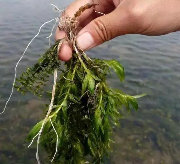 虾池栽培伊乐藻的方法，水草好虾才好