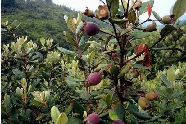 山棯子种植方法