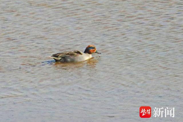 南京绿水湾湿地，出现罕见绿翅鸭