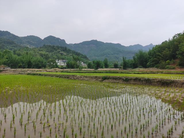 “水中冬虫夏草”-禾虫，怎么样做到亩产值3万元，种养技术要点