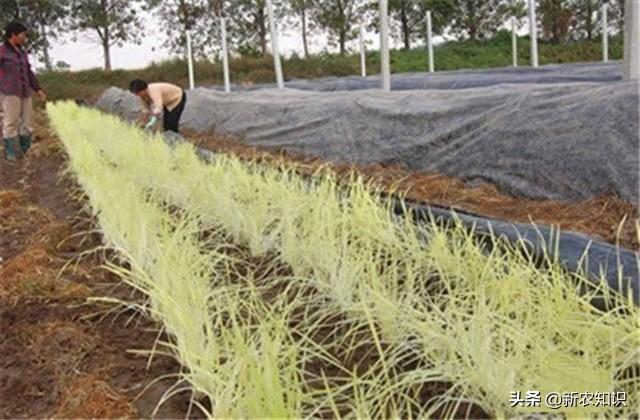 韭黄种植技术，种植户要注意这几点啦