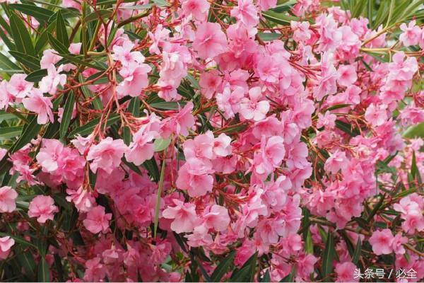 碱性土壤适合种植什么花和树