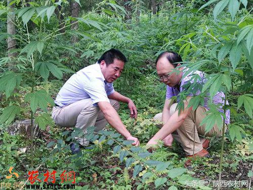 周尤南：“我喜欢宁强的人文和山水”