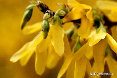 迎春花易栽培，初冬将它冻一冻，春节开花更鲜艳，花朵特别美