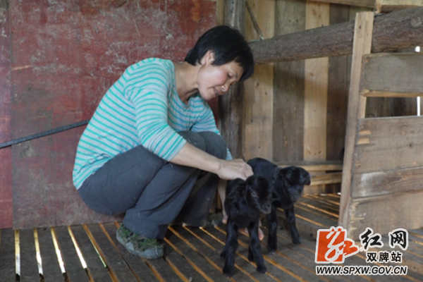 视频丨双牌：“牵”着黑山羊，走出致富路