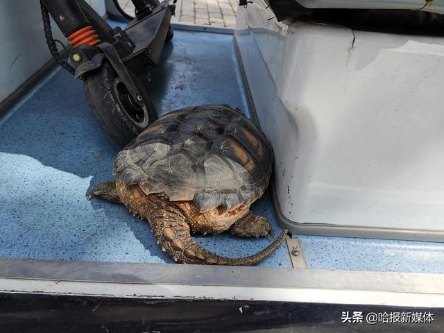 江边路上趴着大乌龟，专家：是鳄龟，属外来物种，千万别往江里放