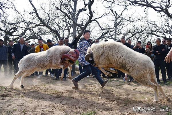 畜禽品种选育传统方式——斗猪斗牛斗羊，猪牛羊优势品种推荐