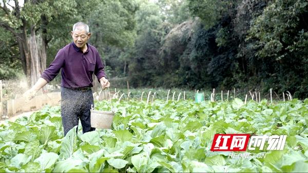 打造行业天花板，宁乡花猪邀你“私人订制”