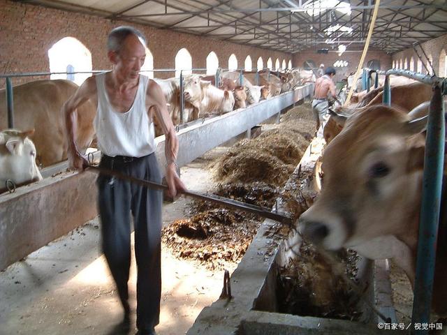 养牛一般一头牛一年赚多少钱