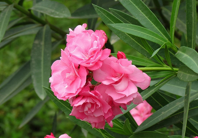 温柔恬静花朵繁茂的柳叶桃，夹竹桃这么养护，叶片翠绿情意浓