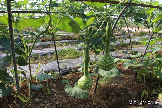 湖北云梦：隔蒲潭陈刘瓜瓜叫 隔蒲潭陈刘顶呱呱