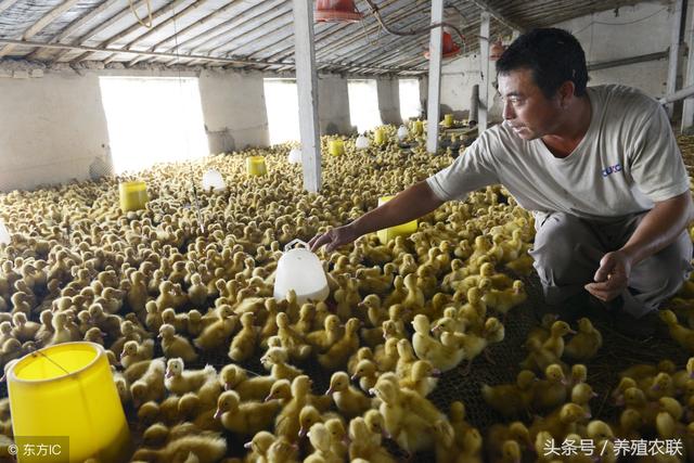 雏鸭饲养管理五注意，养鸭起步必读