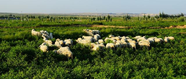 树林养殖经济前景虽好，但这些问题也应重视，你是不是这样做的？