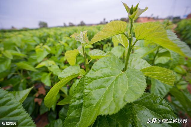 养蚕出现高温多雨天气容易诱发多种蚕病，5项管理要点得逐一落实