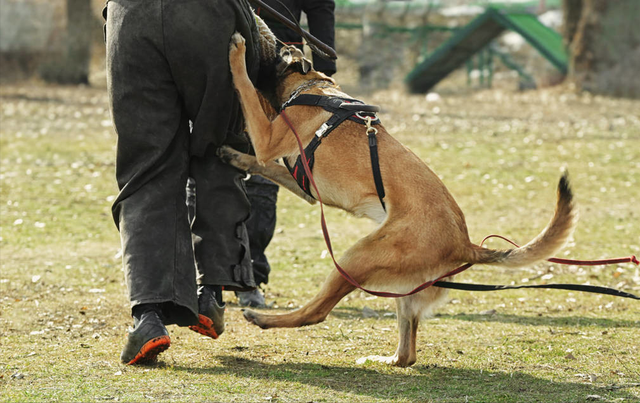 马犬明明很“优秀”，为何养的人少？原因有6个