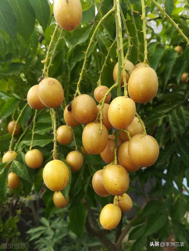 黄皮病害及其防治技术，高效的种植方法，下面这些知识点都要牢记