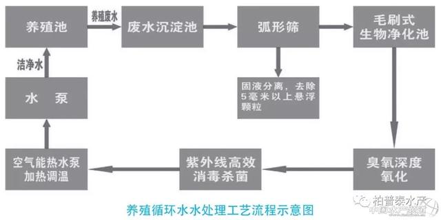 干货，封闭式工厂化循环水智能养殖欧鳗技术