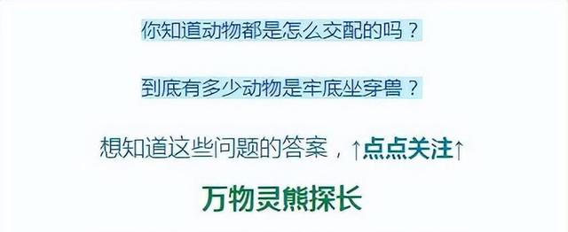 33万羚羊濒临屠杀，全球呼吁救援！