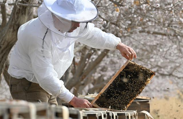 新疆巴州：花开蜂农致富忙