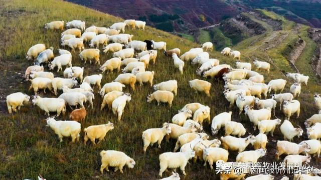 偏关县：羊肉“辉煌历程五十载”