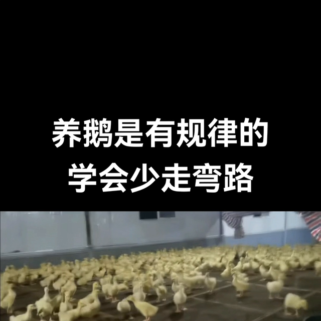 #肉鹅养殖