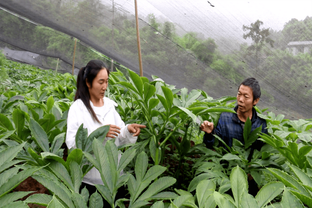 农村的这几种蔬菜种植，亩收入都能在一万元以上！