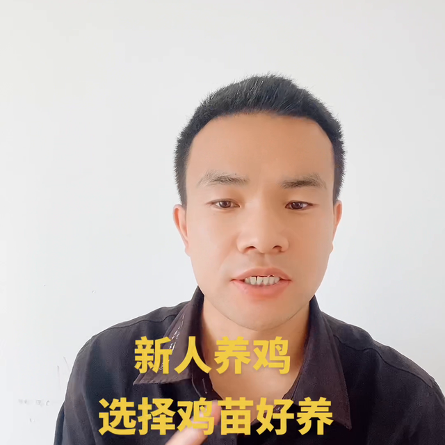 新人养鸡，选择鸡苗还是半大鸡呢 怎么才能进入养殖业呢