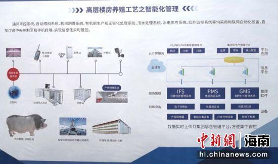 猪上楼！海口开工建设两个10万头黑猪生态养殖项目