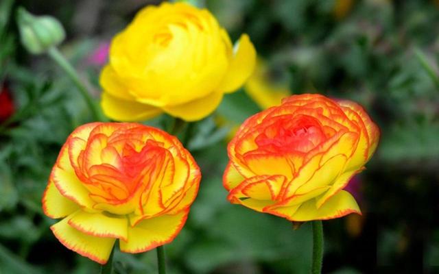 这花名叫“芹菜花”，叶子像芹菜，开花像极了牡丹，养成盆景耐看