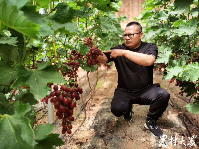 你敢信？他种植的葡萄，栽下400天便紫红满枝