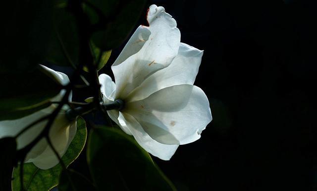 春天里花香浓郁的醉香含笑花