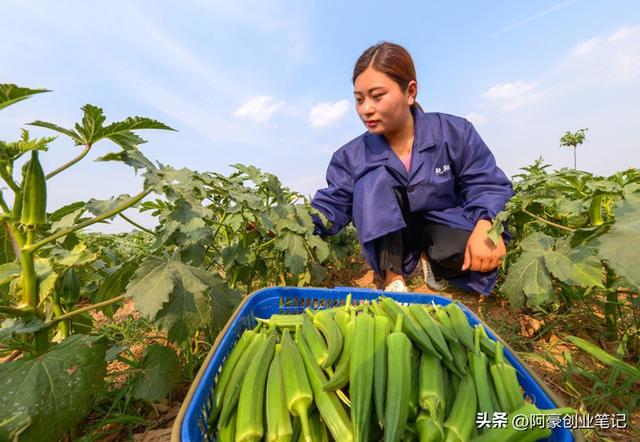 每亩利润高达3万元，一年轻松能赚30万?农村成本低暴利种植项目!