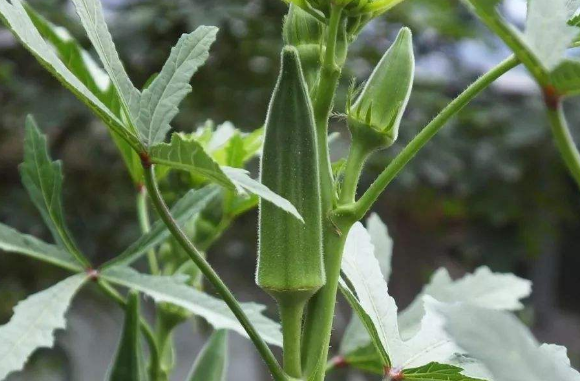 秋葵的种植技术，怎样催芽育苗，田间管理做哪些事