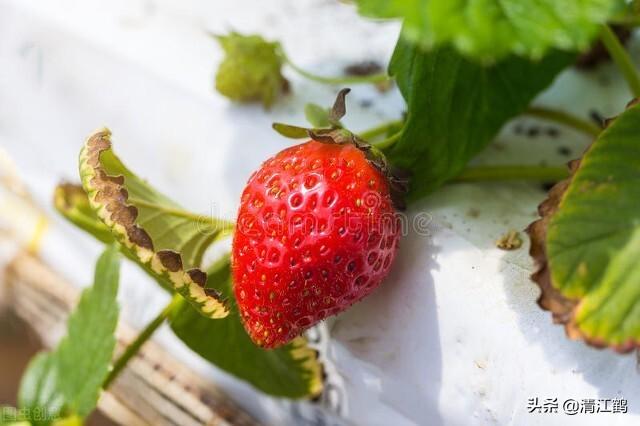 巨型草莓净重289克是如何种植出来的？与品种特性及种植技术有关