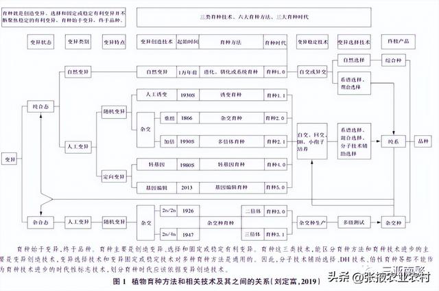 【种业振兴】浅谈农作物育种的基本要点