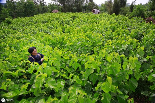 桑树种子育苗方法有哪些？苗圃该如何选择和建设？看完这篇就懂了