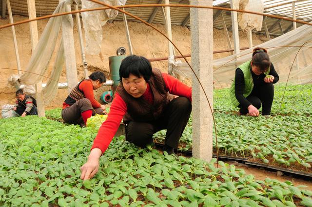 西瓜种植技术｜西瓜双重嫁接的技术要点及嫁接苗的苗床管理技术