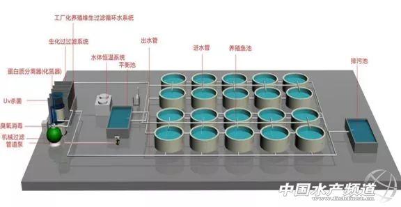 循环水养殖，哪种更有“钱”途？