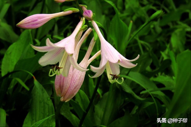 玉簪花什么时候种植开花最旺？养殖方法介绍