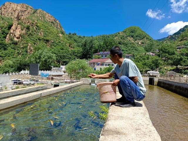 山泉水养殖虹鳟鱼 奔向致富路