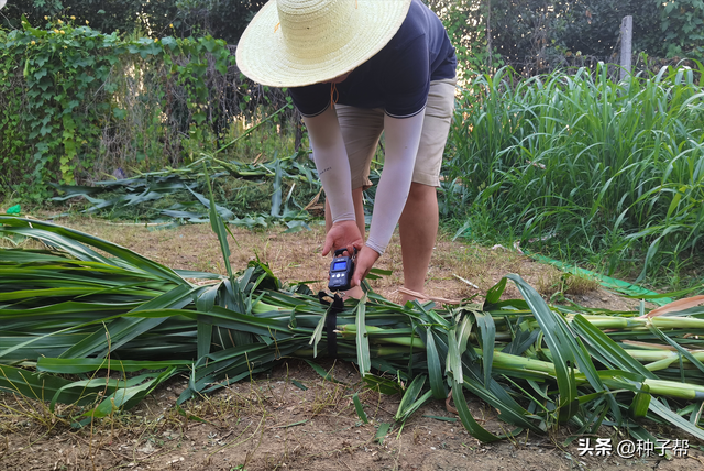 亩产高达20吨以上，多年生牧草甜象草，夏季种植需要注意什么？