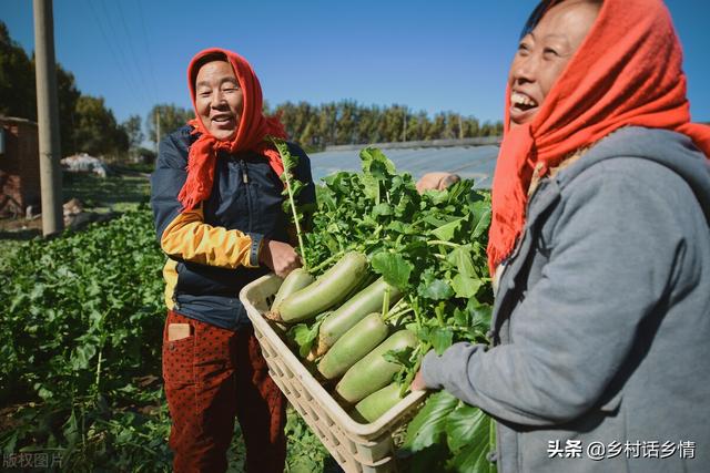 种植萝卜和胡萝卜，个头大、产量高全在三个方面，你做对了吗