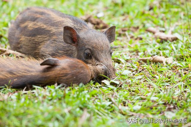 野猪如何驯化成为家庭养殖品种养殖场日常喂养注意事项