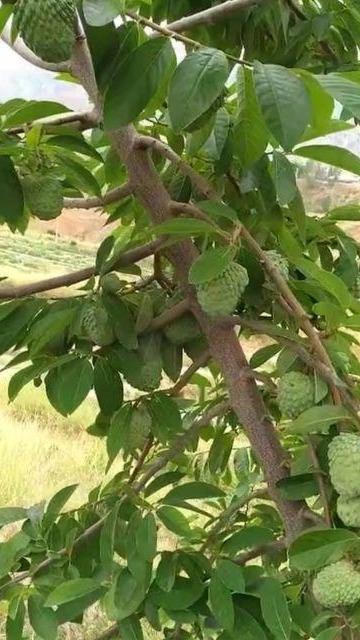 释迦果的种植技术，高产小妙招