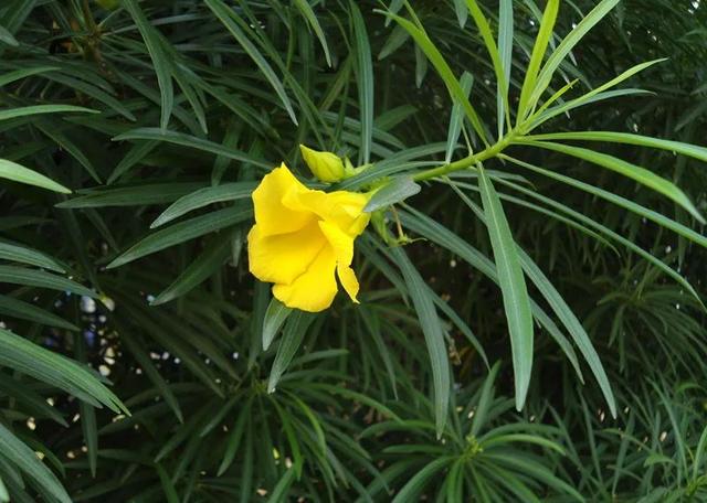 温柔恬静花朵繁茂的柳叶桃，夹竹桃这么养护，叶片翠绿情意浓